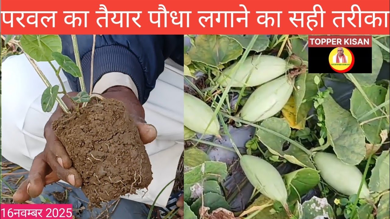 Ep-377 : परवल का तैयार पौधा लगाने का सही तरीका#topperkisan #agriculture