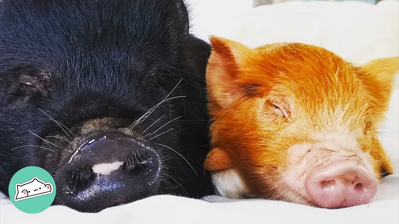 Pig Thought New brother Was Lunch But Now They’re Inseparable | Cuddle Friends