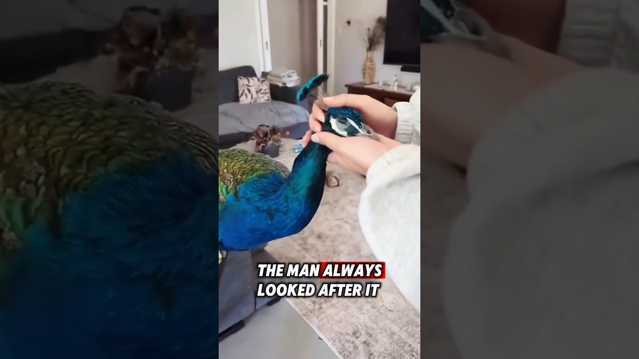 The kind man found an abandoned egg, and then a beautiful peacock hatched #rescue #peacock