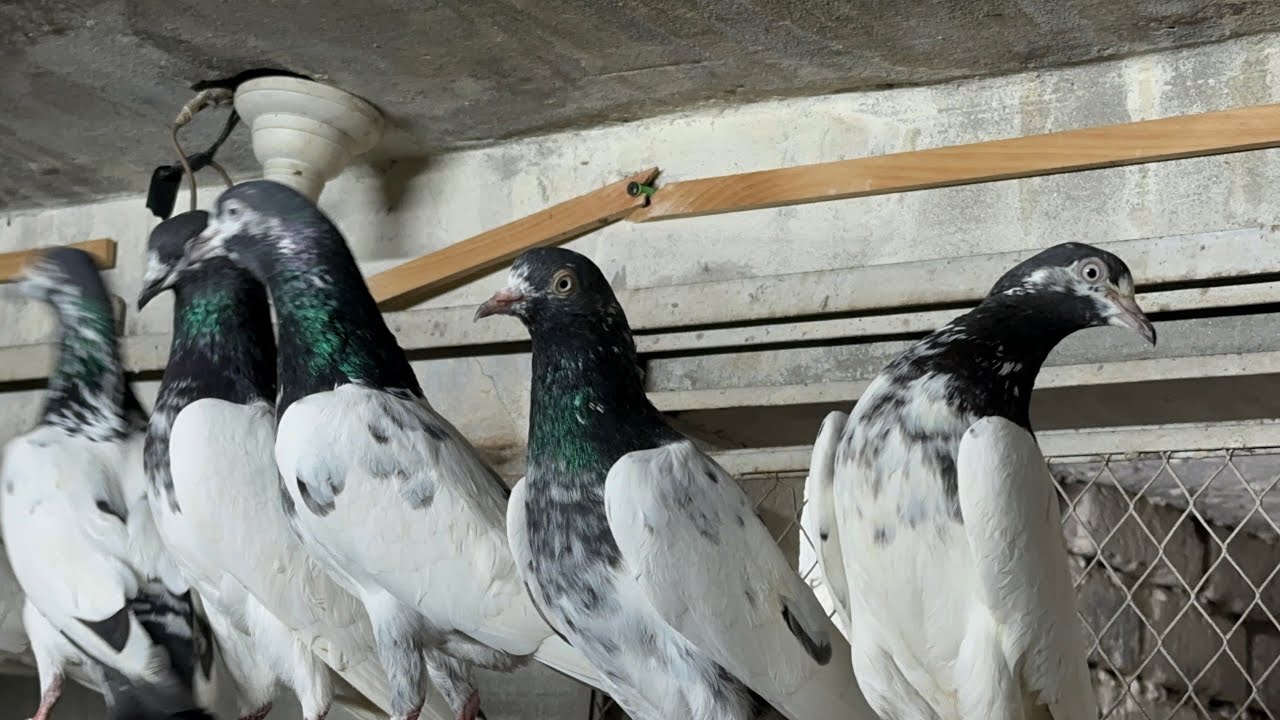 Tadey pigeon Pakistan 