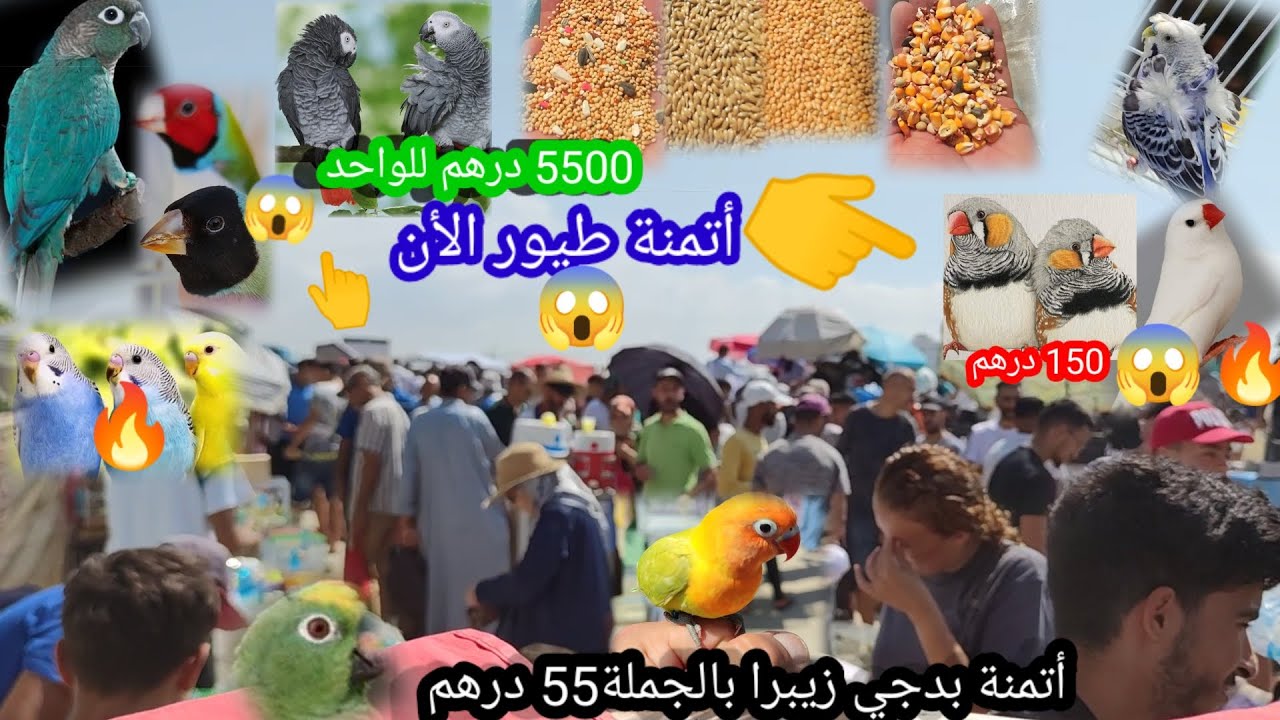 أصبحت🔥 أتمنة الطيور مرتفعة 💰بمدينة طنجة أتمنة بدجي و زيبرا بالجملة😱55 درهم ببغاء الكاسكو🚨طيور أخرى