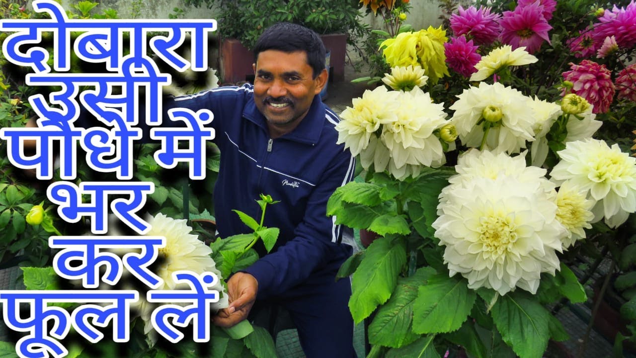 रामविलास जी एक बार Dahlia में फूल लेने के बाद दोबारा उसी पौधे में फूल कैसे लेते है ? ||Dahlia Flower