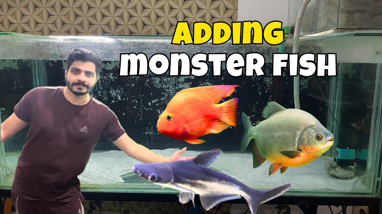Monster Fish Finally Return to Their Tank 🐟 | After Long Time 😱