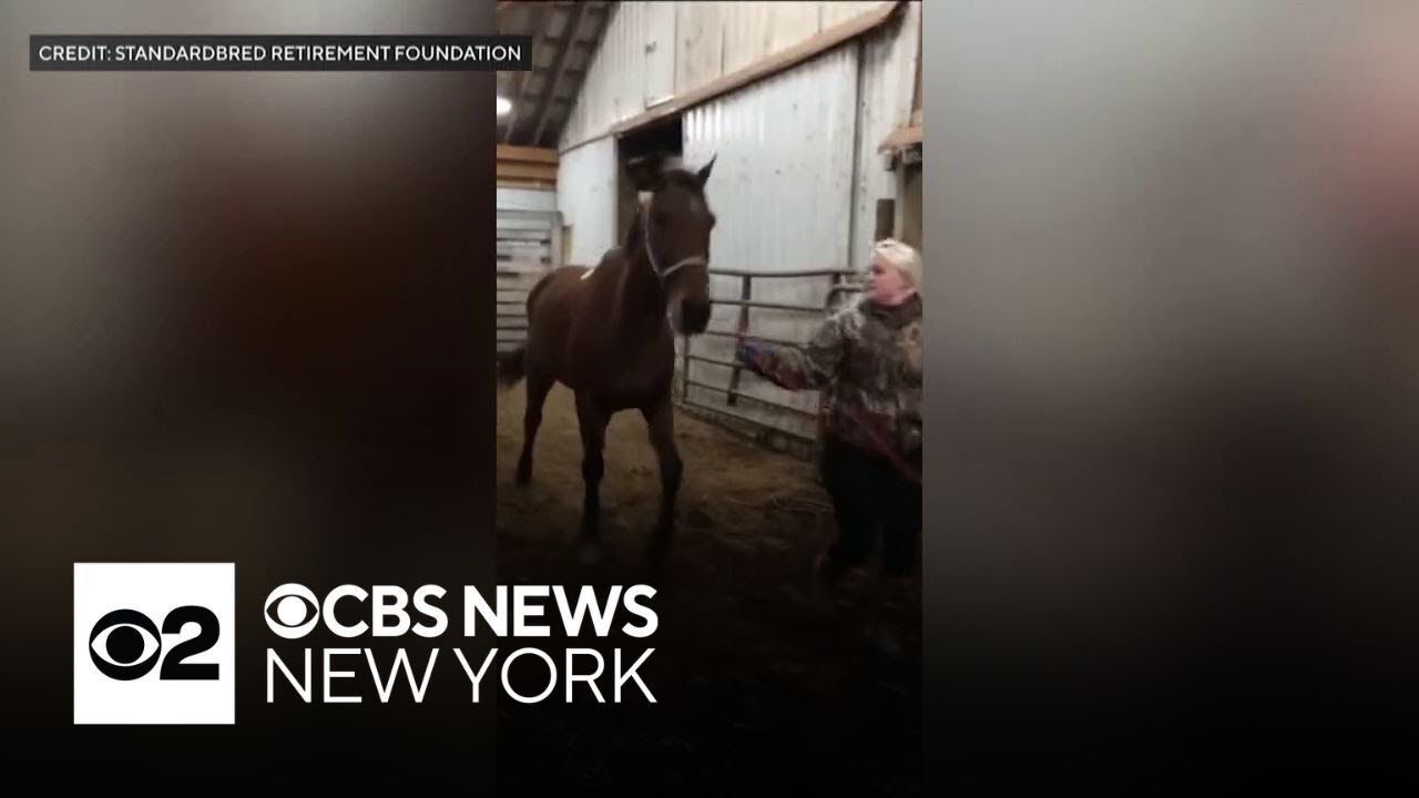 Heroic NYPD mounted horse seen in action last week has quite a history