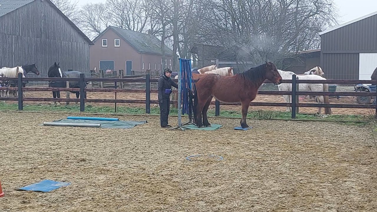 Julia van Ravenzwaaij & Moreno Platinum Liberty Walking Only