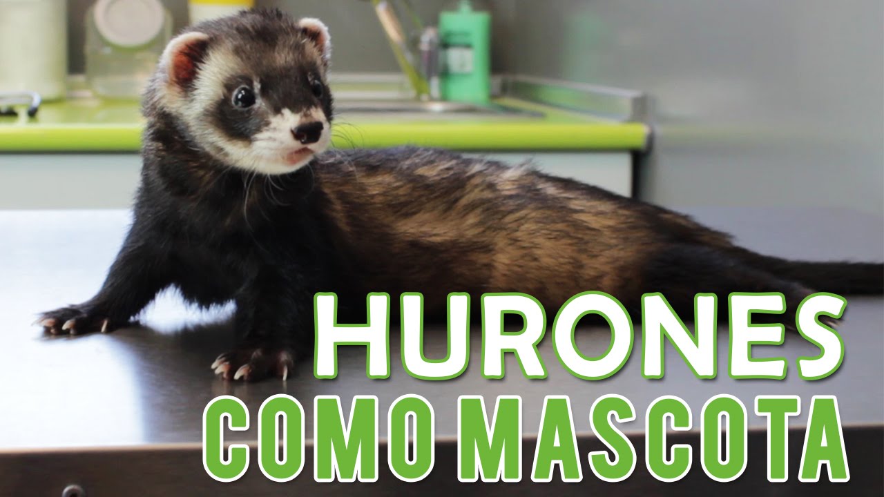 Hurones | Hurón Como Mascota