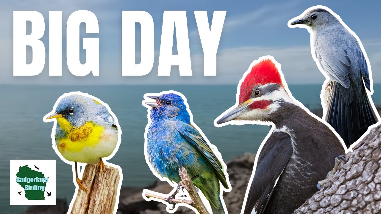 100+ Species Challenge: Unforgettable Birding Expedition on Global Big Day!