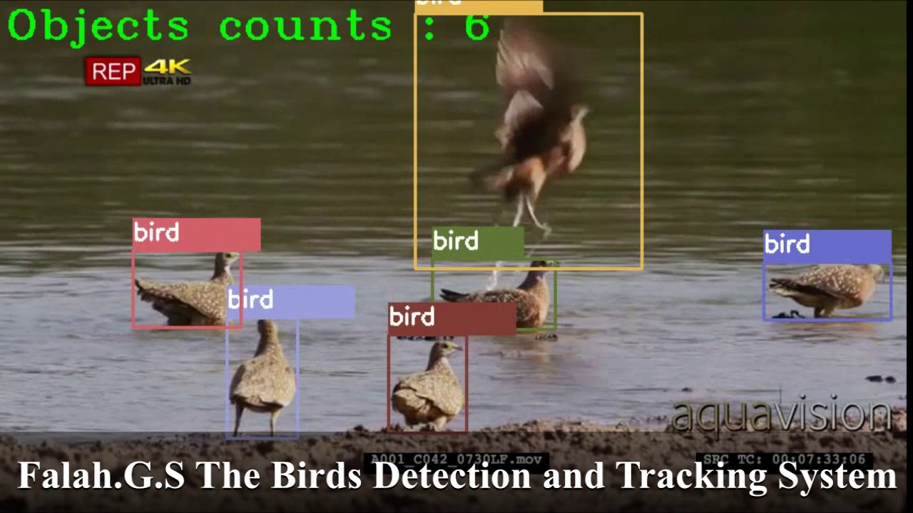 The Birds Detection and Tracking