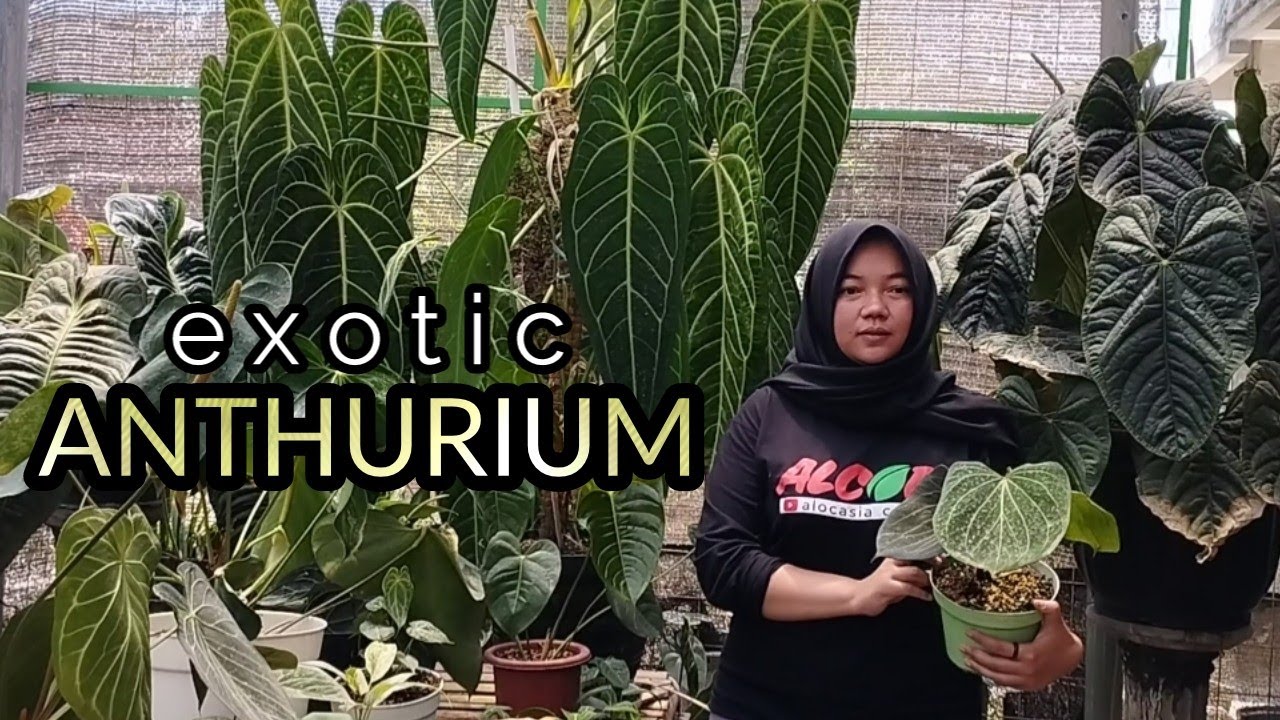 FANTASTIS,,,ANTHURIUM EKSOTIS SUPER DUPER JUMBO SIAP DILEPAS,,,ANDA MAU NERUSIN???