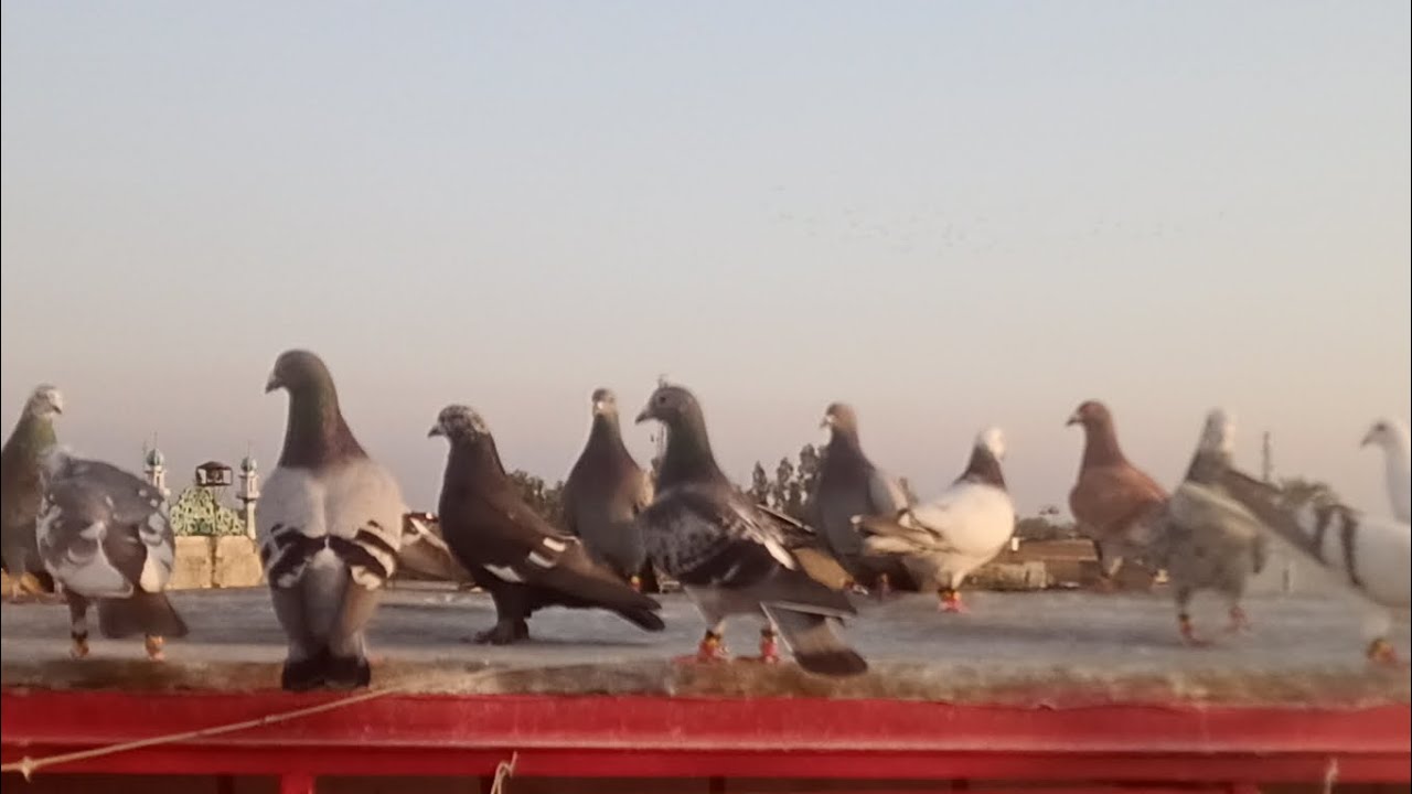 Sherazi Kabootarbazi Ka shooq شیرازی کبوتر بازی کا شوق 
