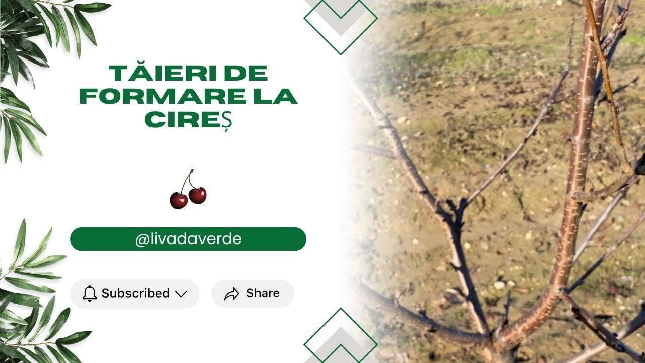 Tăieri de formare la Cireș în repaos vegetativ 🍒 