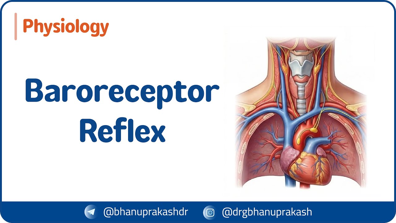 9. Барорецепторный рефлекс | Регуляция артериального давления | USMLE Step 1 ⚡📈