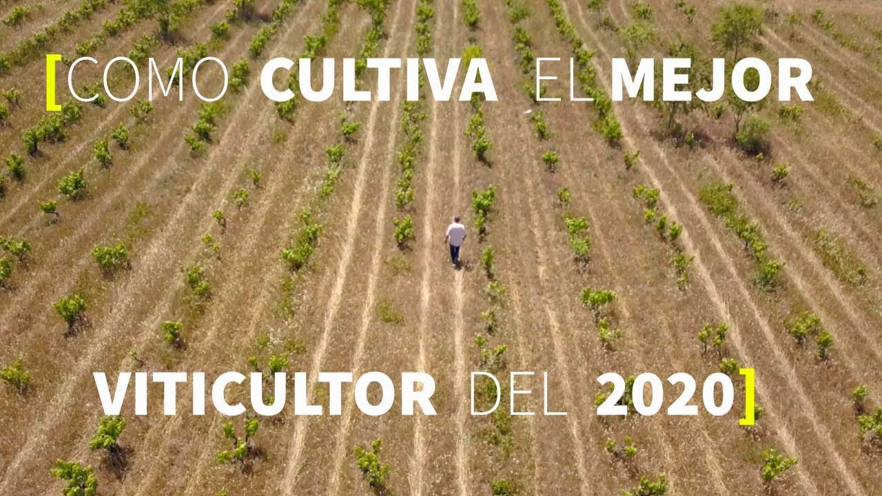 TON RIMBAU 🍇 una VIÑA sin TÓXICOS