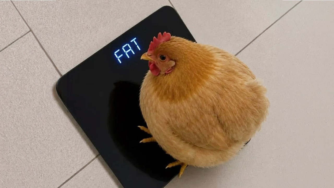 I Dare You Not To Laugh at These DRAMATIC Chickens 🤣 Funniest Animal Videos