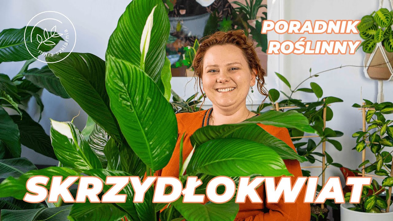 SKRZYDŁOKWIAT (SPATHIPHYLLUM) - pielęgnacja, uprawa, podlewanie