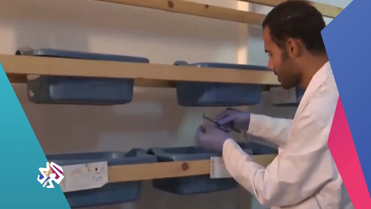 شاب مصري يجني ثروة من اصطياد العقارب واستخلاص سمومها │ بتوقيت مصر