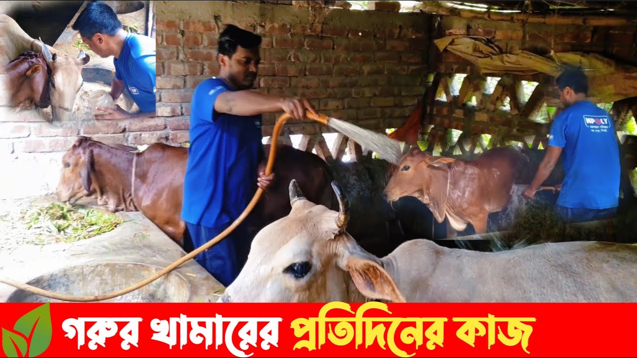 গরুর খামারের কাজ! Top Sahiwal Cow In Cheap Price Yadav Dairy Farm Lucknow Up Available For Sale 2025