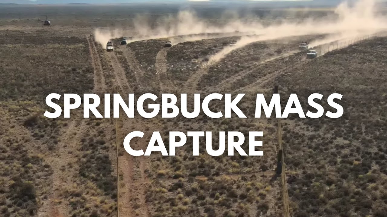 Capturing 200 White Springbuck - De Aar, Northern Cape