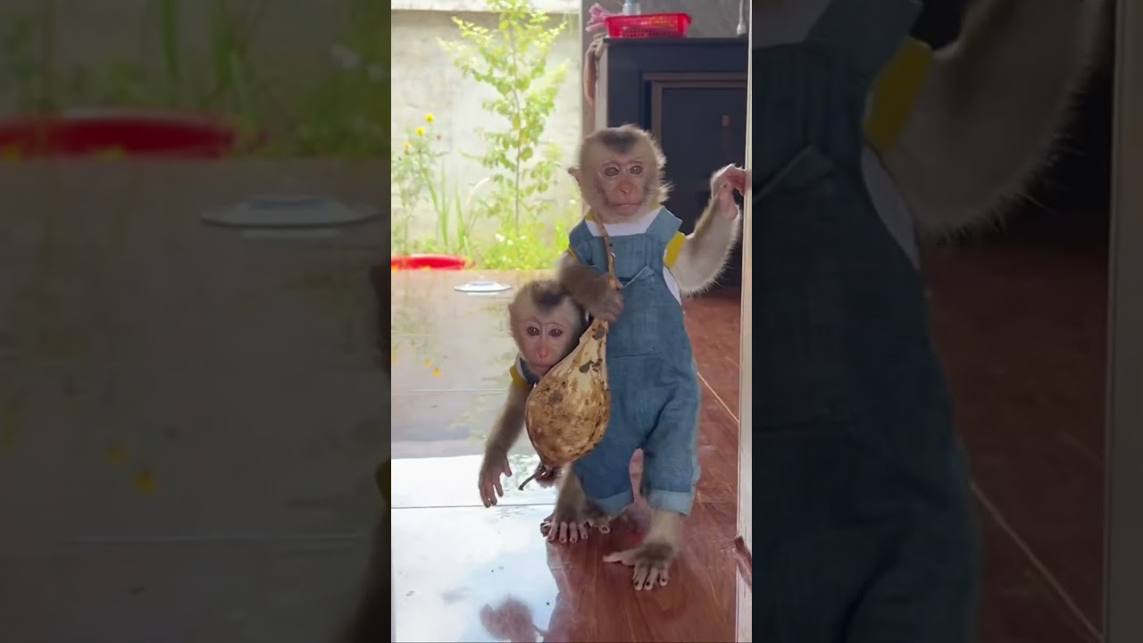 #baby monkey #smart monkey #cute monkey #monkey Donut #monkey Donald