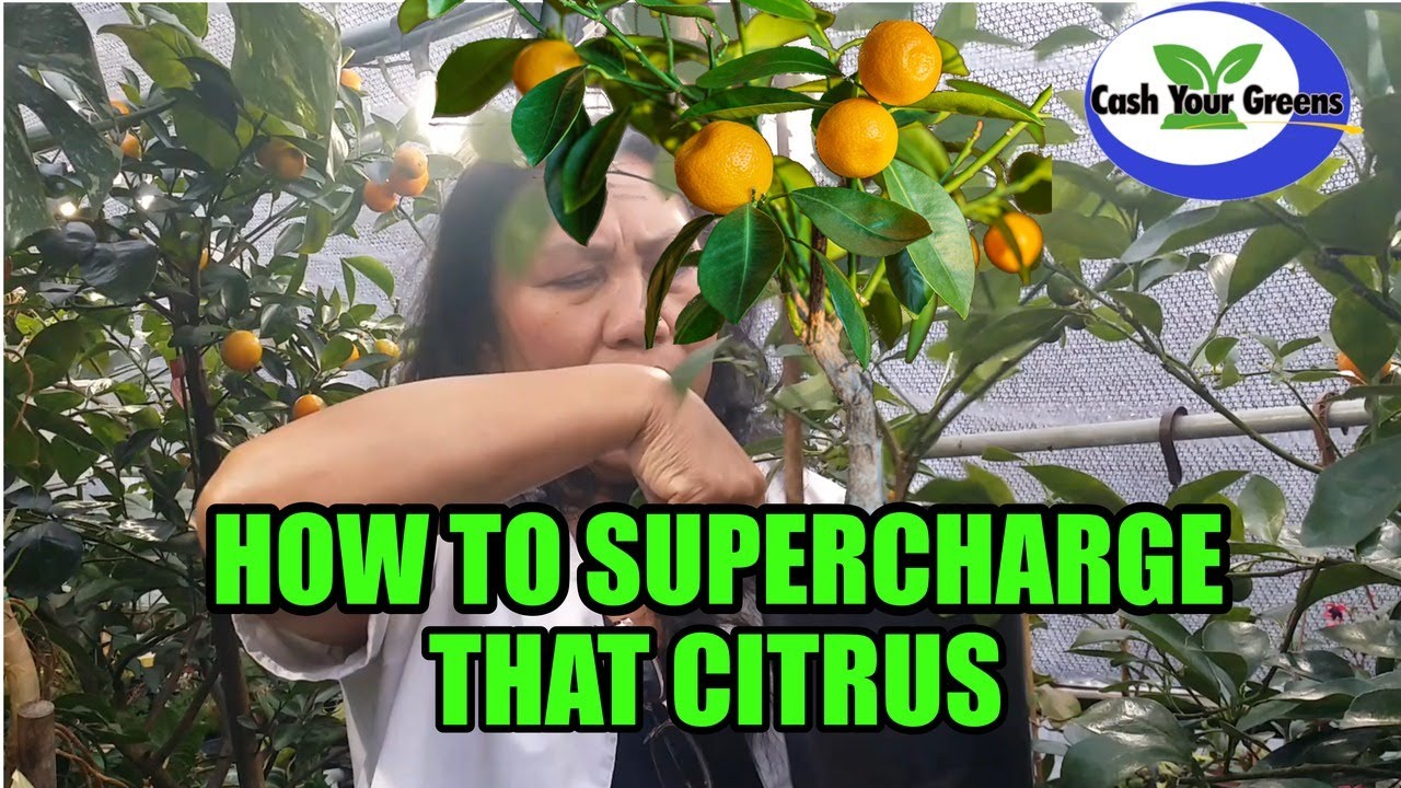 SUPERCHARGE YOUR CITRUS TREE - MY 4 Top Secrets Just for YOU