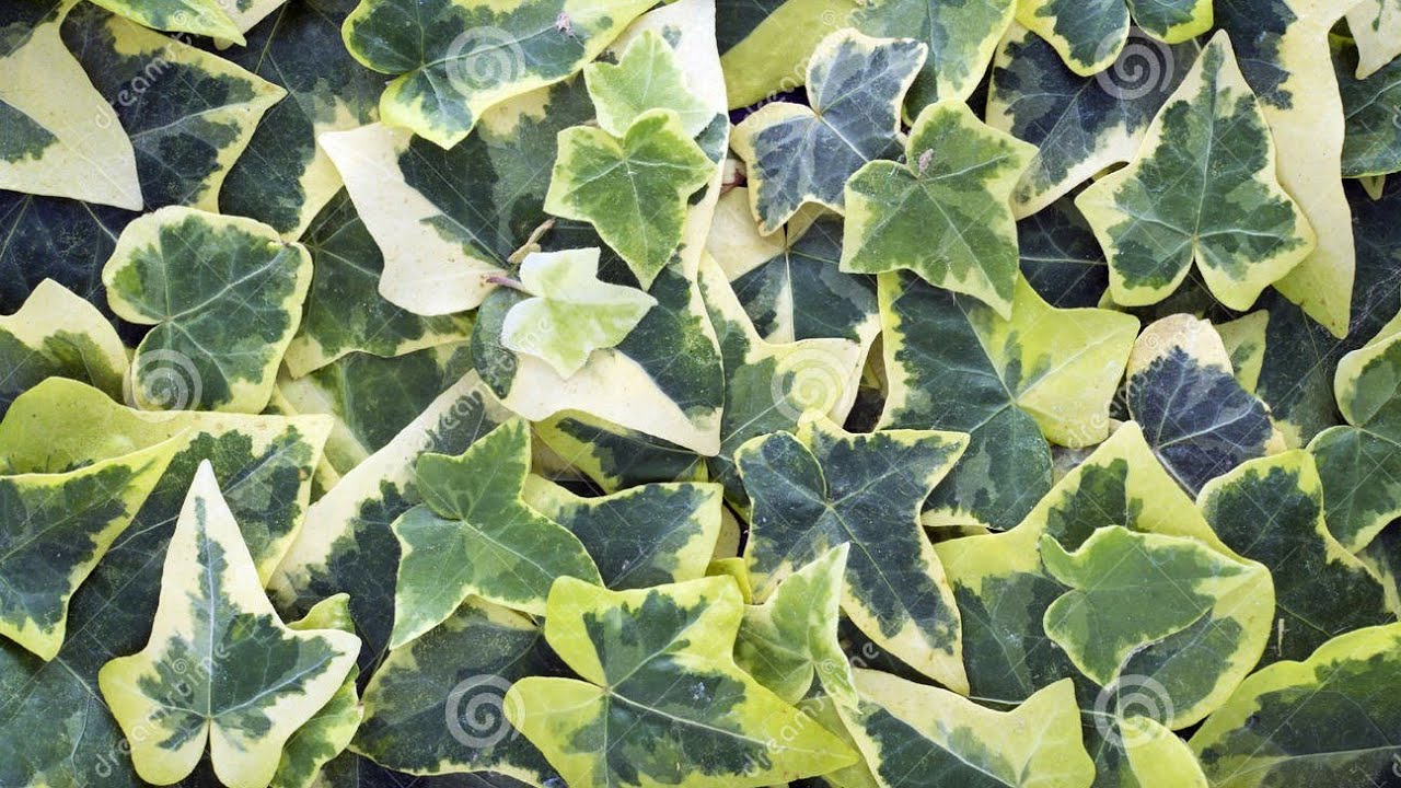 Como cultivar Hera do cabo( Senecio macroglossus) Fazer mudas e replantio