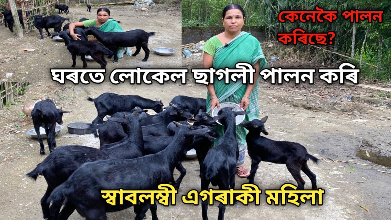 ঘৰতে লোকেল ছাগলী পালন কৰি স্বাবলম্বী এগৰাকী মহিলা।Sagoli farm assam ||Goat Farming