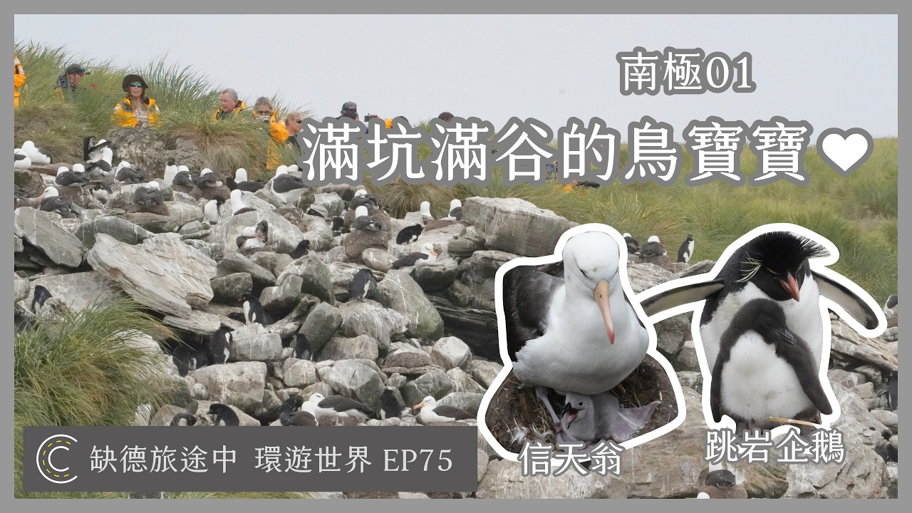 環遊世界 EP75【南極 01】Falkland islands 福克蘭群島 南極之旅出發囉 什麼是南極三島行程？ 南極也有人居住嗎？滿山遍野的信天翁和企鵝寶寶❤️ | [ CC 字幕 ] 缺德旅途中