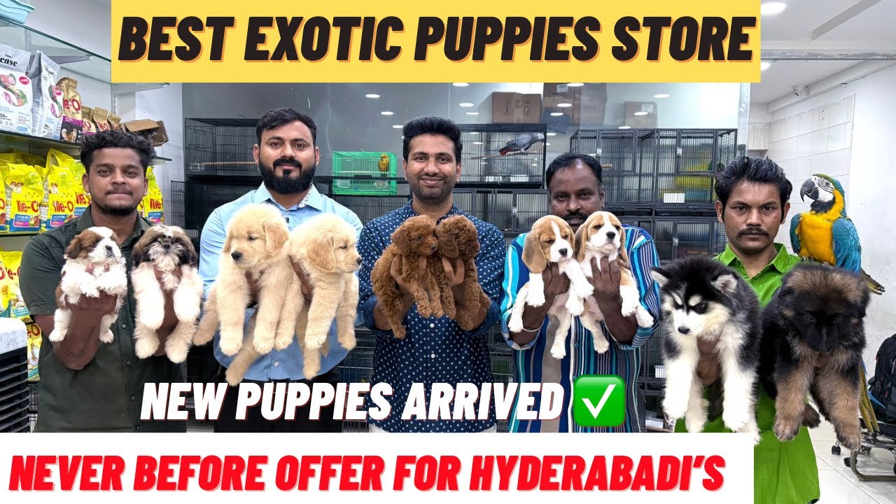 CHEAPEST & BEST PURE BREED PUPPIES IN HYDERABAD | NEVER BEFORE OFFER