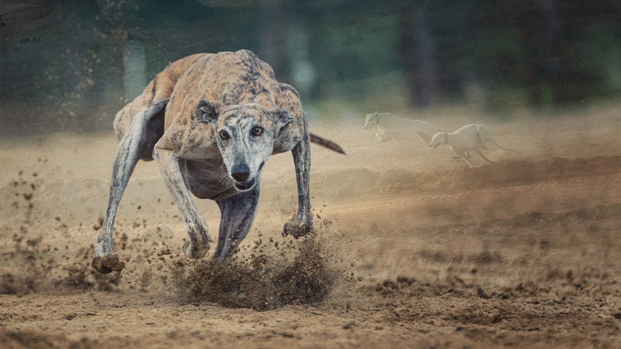 New Hare Hunting 2026 / Khargosh Ka Shikar 2026 ⁨@ExplorePotohar⁩