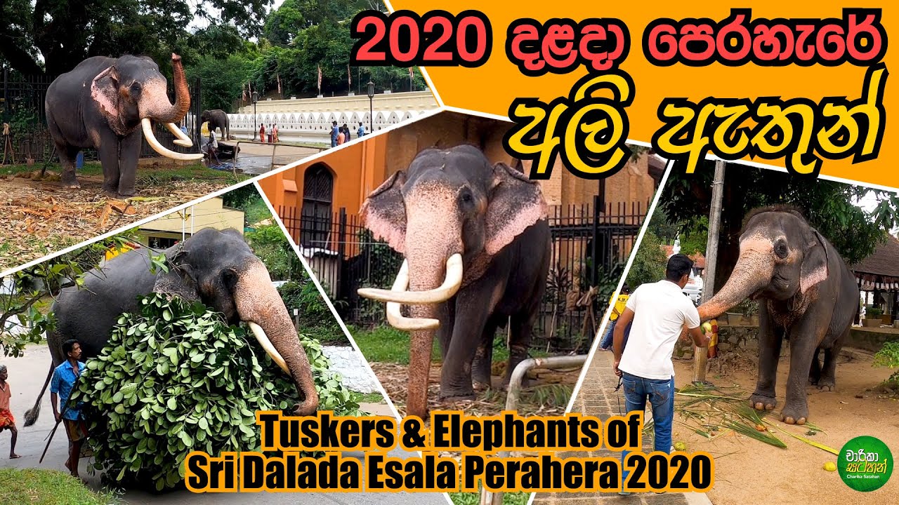 2020 දළදා පෙරහැරේ අලි ඇතුන් | Tuskers & Elephants of Sri Dalada Esala Perahera 2020