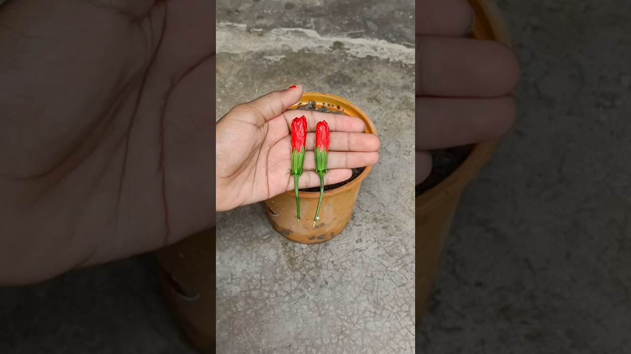 Growing Hibiscus Buds In Aloe Vera || #plants #hibiscus #gardening #flowers #trending #viral