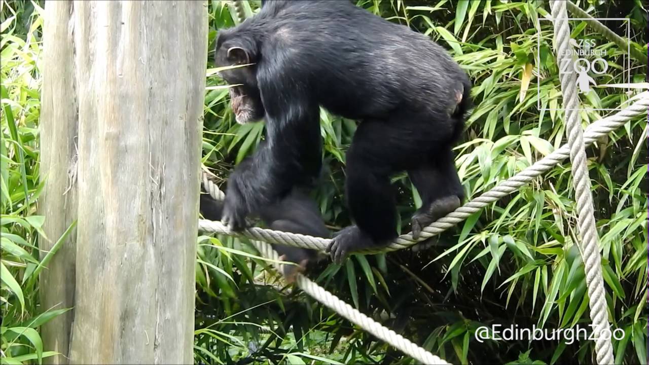 King of the swingers at RZSS Edinburgh Zoo at RZSS Edinburgh Zoo