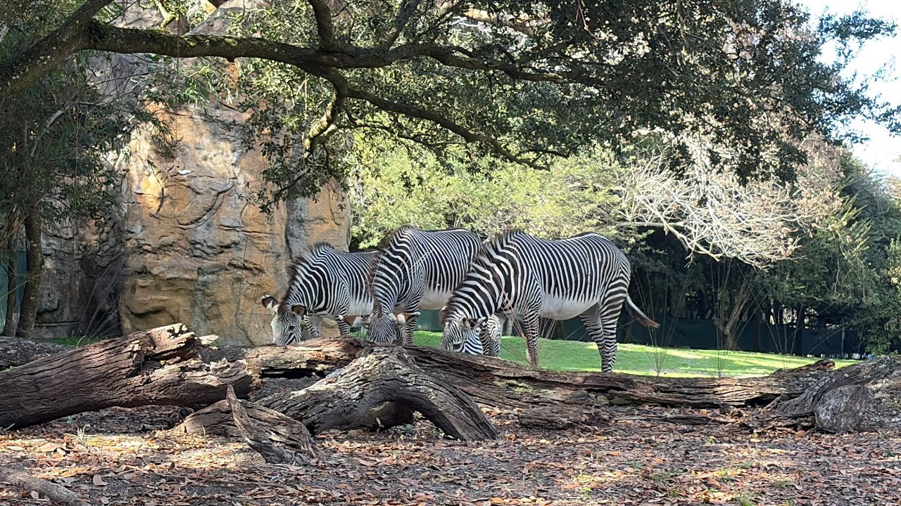 Funday at Disney Animal Kingdom