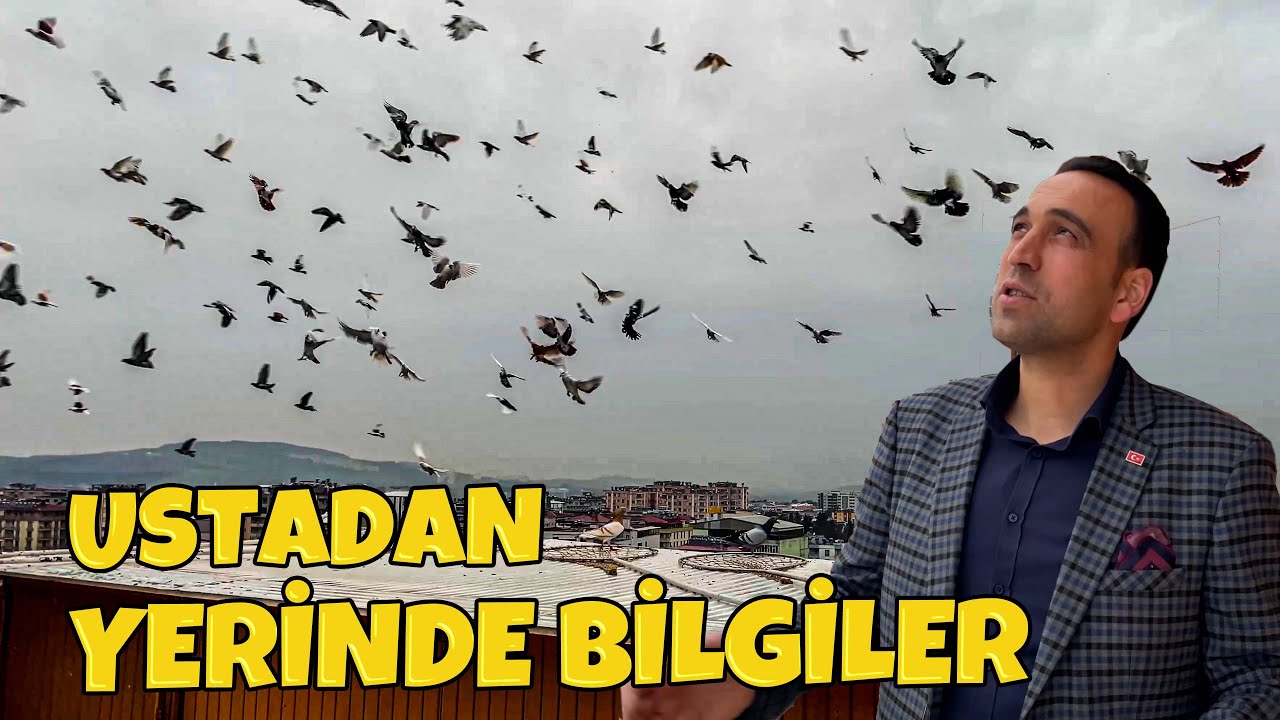 Sezonun Son Karışma Uçuşu, @muhammedkirlar  Kardeşimizle Karışma Kuşu Hakkında Bilinmeyenler ?