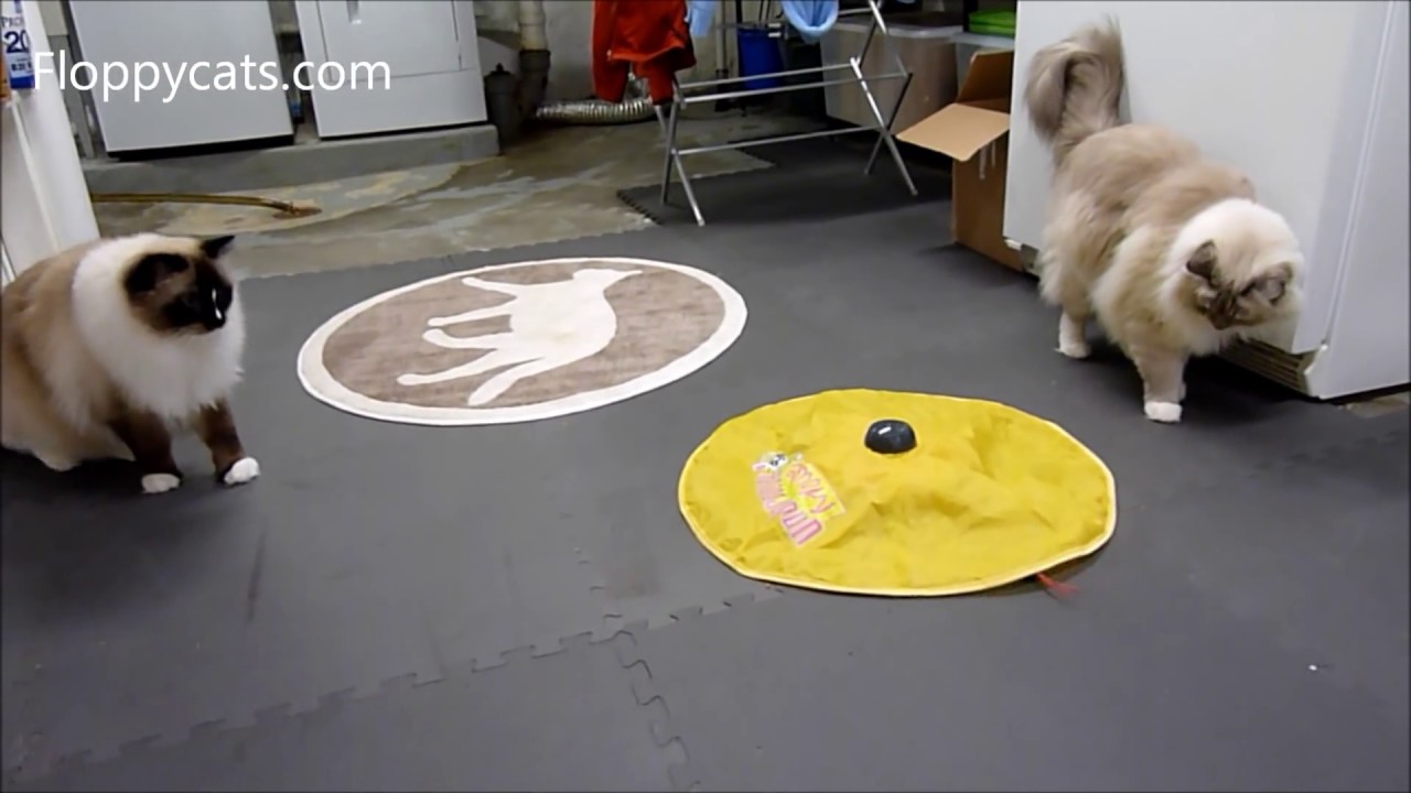 Cats Meow Electronic Cat Toy - Used to Be The Undercover Mouse - ねこ - ラグドール - Floppycats