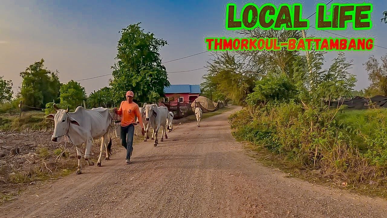 This is Real Life in Thmorkoul | Battambang| Local Farmer Life