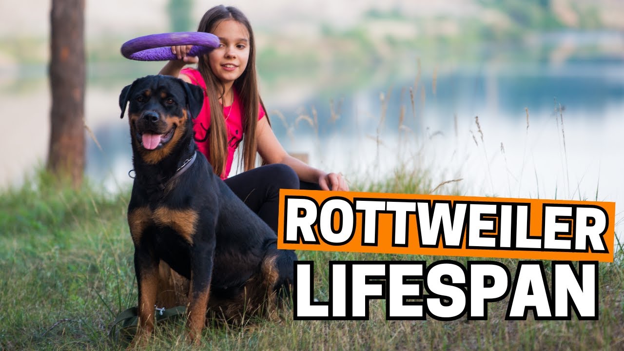 7 Tips to Help Your Rottweiler Live Longer