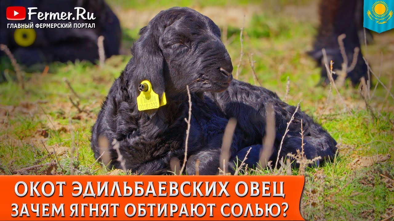 🐏Окот эдильбаевских овец. Годовой цикл от осеменения до забоя. Тонкорунное овцеводство Казахстана