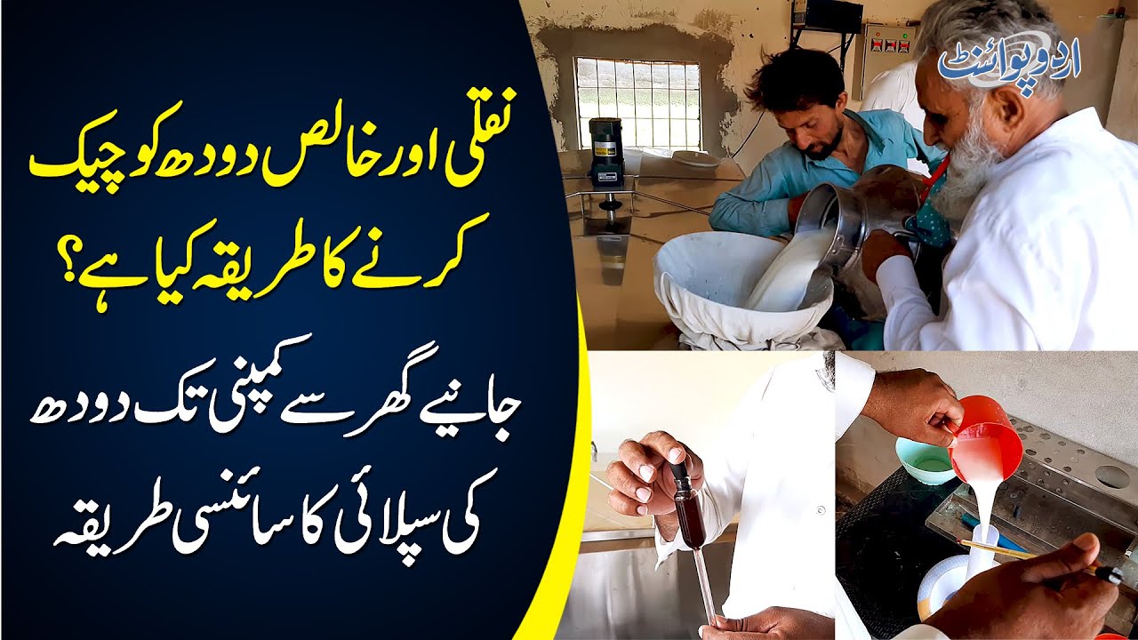 How Milk Is Collected & Tested In Villages? | Tour Of A Dairy Center In Shorkot