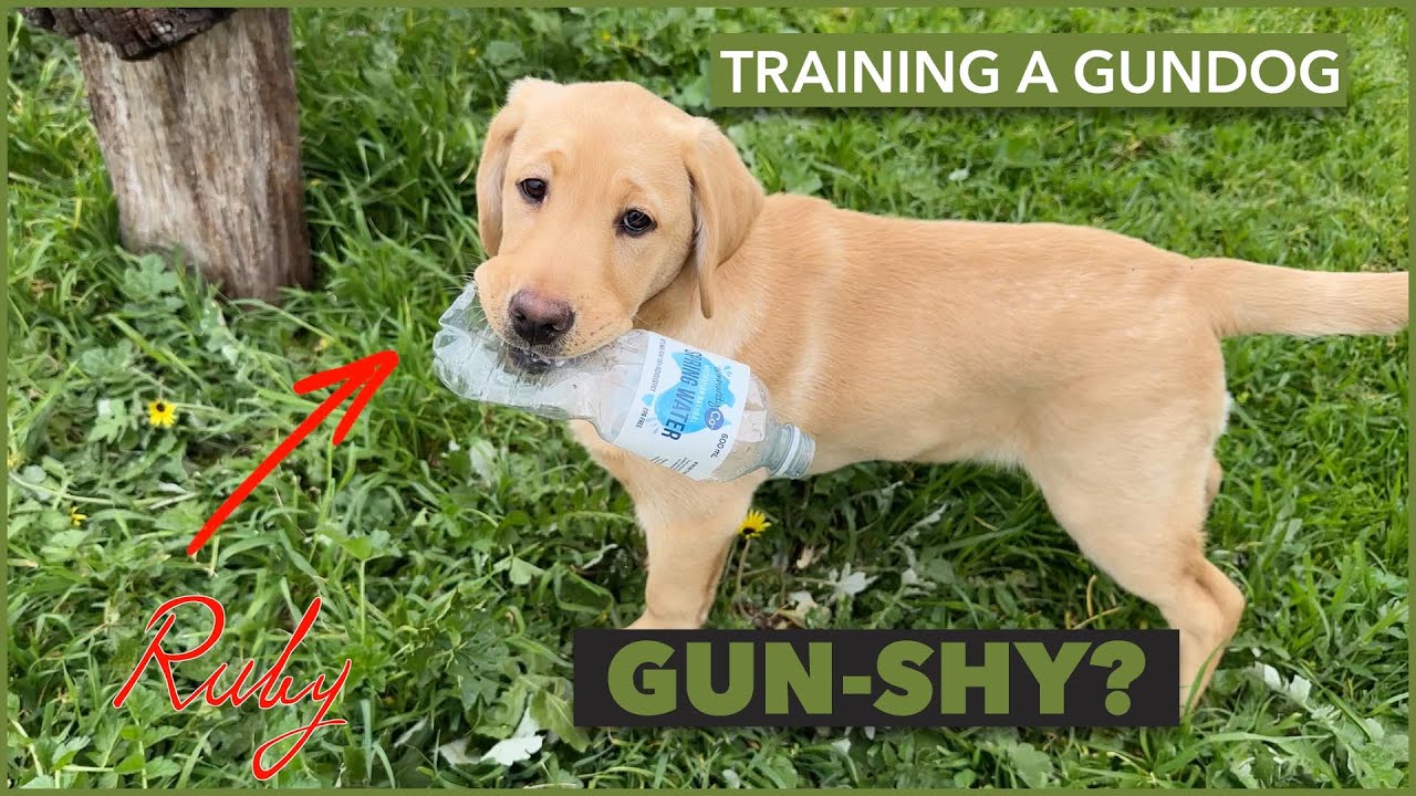 Nurturing Ruby's Skills: Episode 2 - Food Discipline and Rifle Training | Progress with John Peek