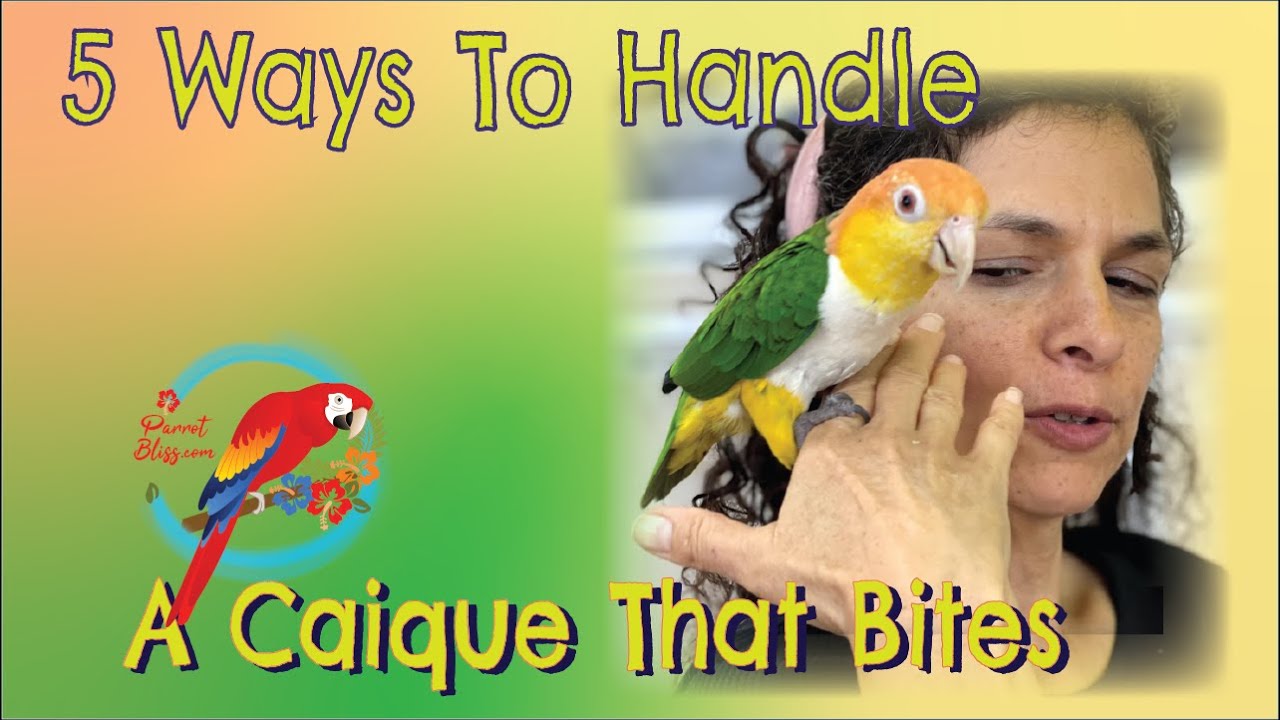5 способов справиться с кусющимся попугаем #кайком #Parrot_Bliss