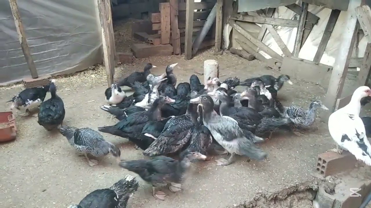 أقوى خلطة لزيادة البيض عند البط المسكوفي