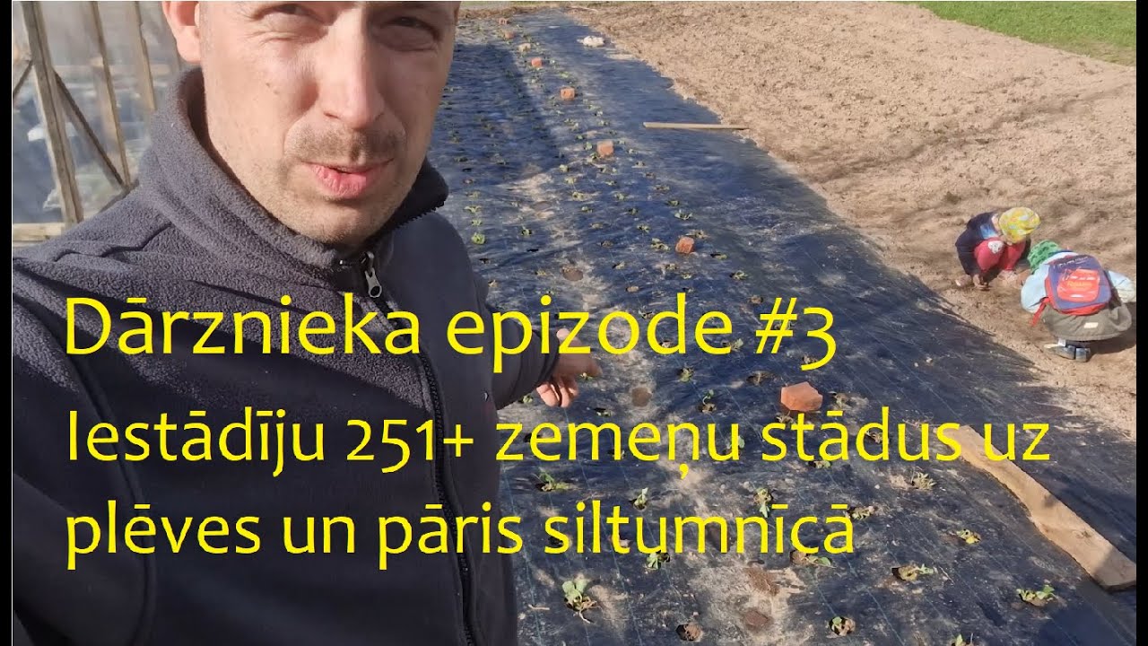 Iestādīju 251+ zemeņu stādus uz plēves un pāris siltumnīcā