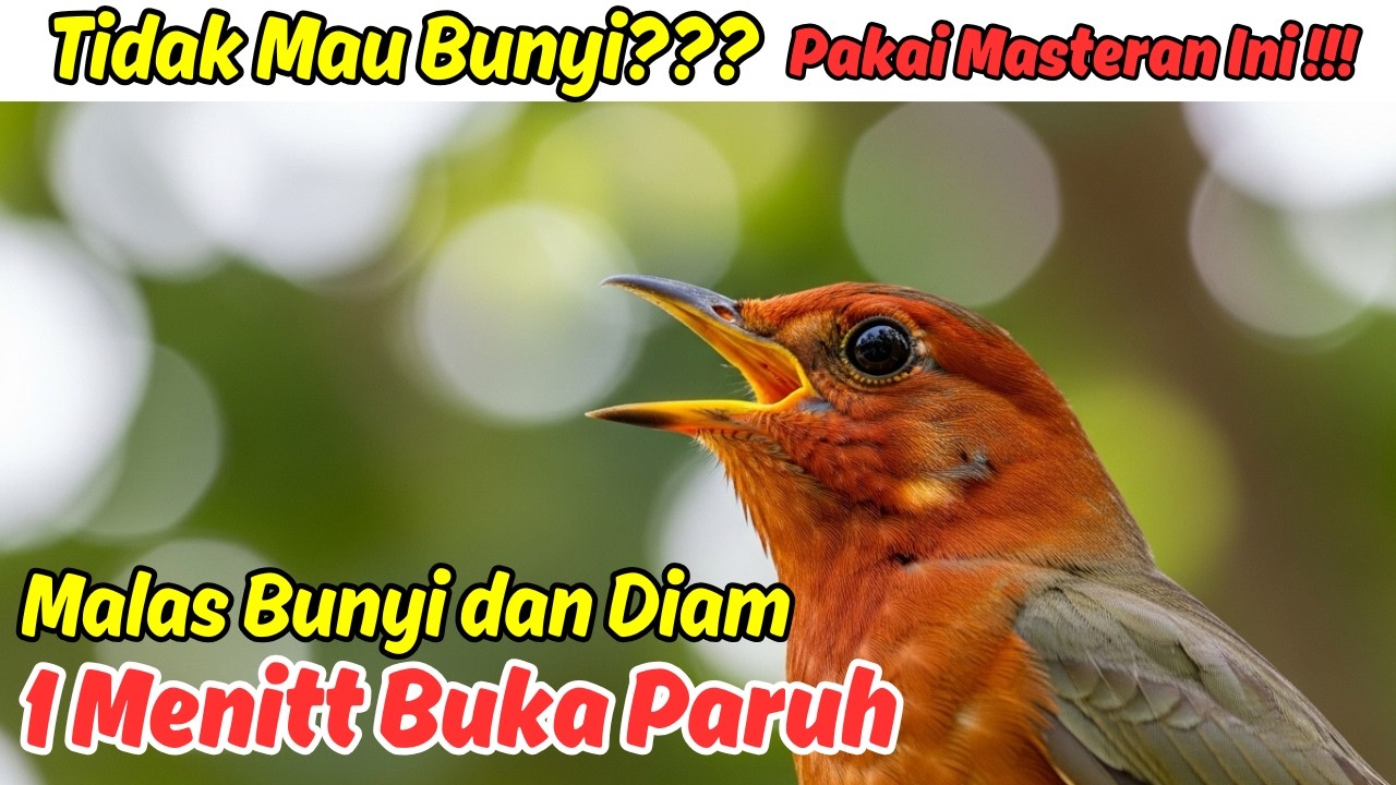 Terapi Pagi untuk Burung Anis Merah Agar Gacor dan Teler