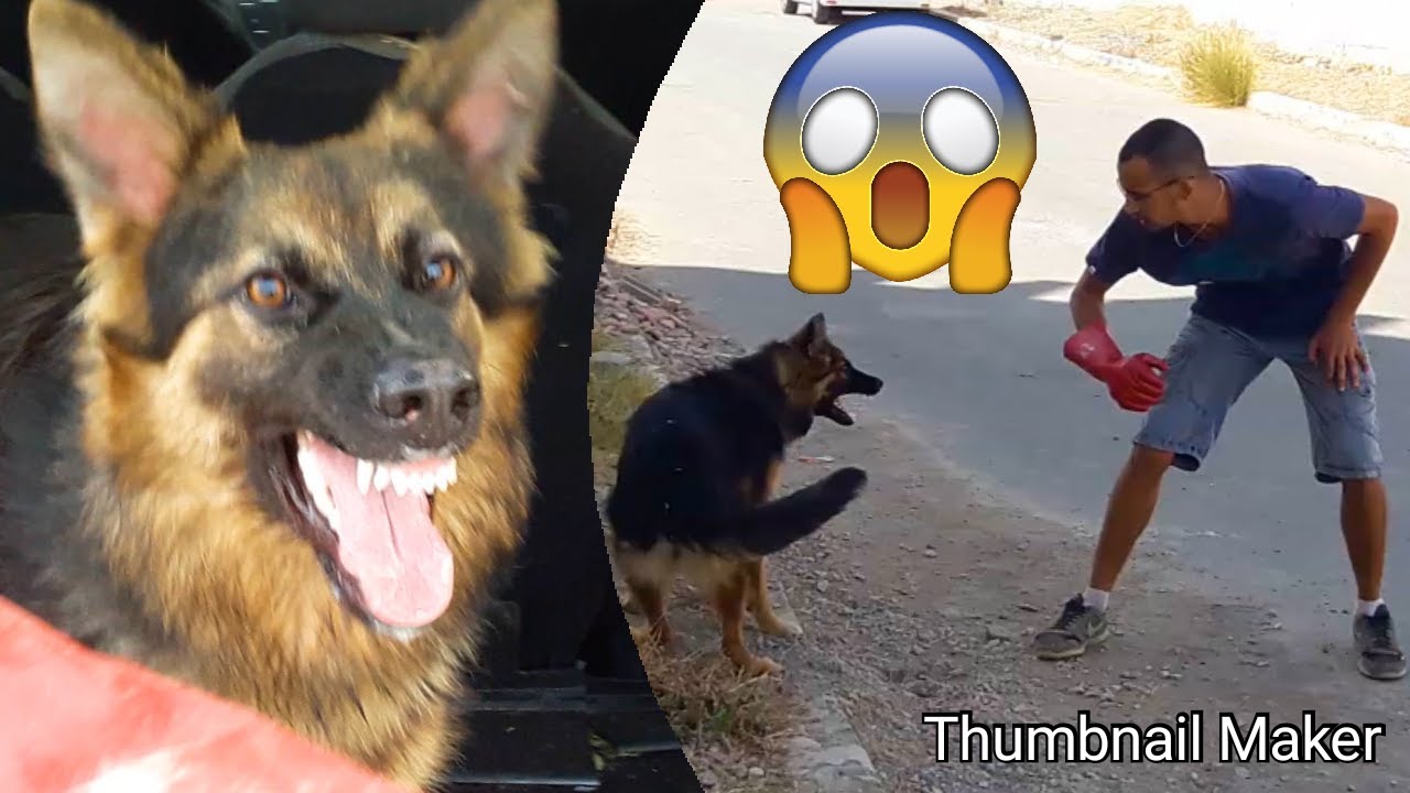 الأستاذ المعجزة للكلاب 🐶👍🏼 le meilleur dresseur de chien