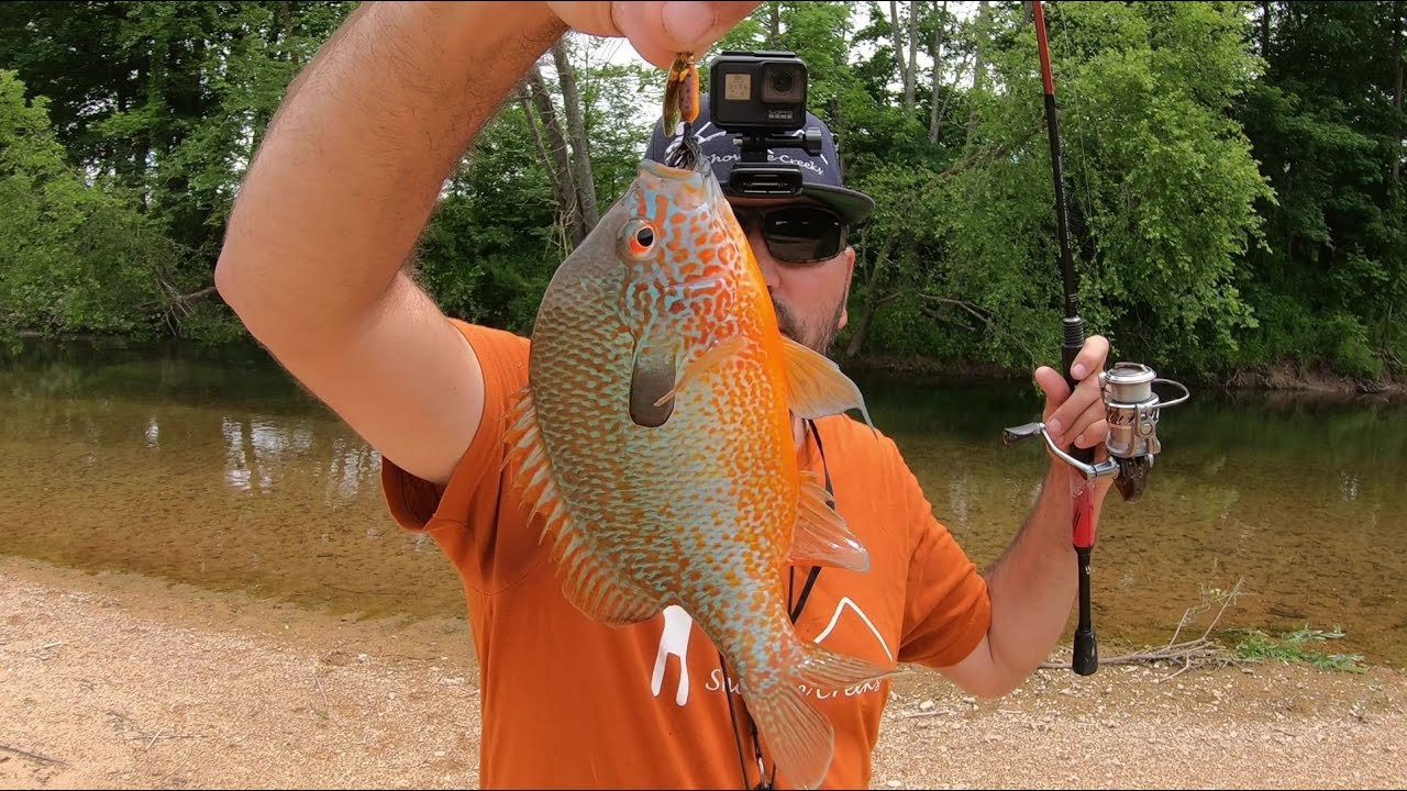 Smallmouth and Longear Sunfish