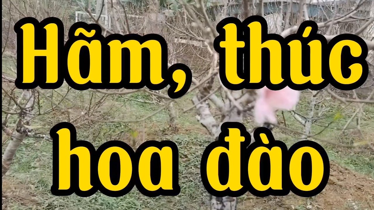 Hãm, thúc nhằm điều chỉnh hoa đào nở đúng tết #vuondaothaiduong #chia sẻ kinh nghiệm.