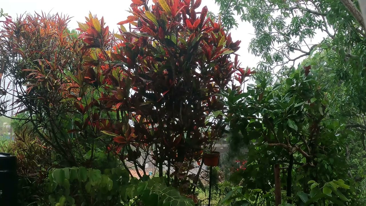 5 minutos de luvia intensa