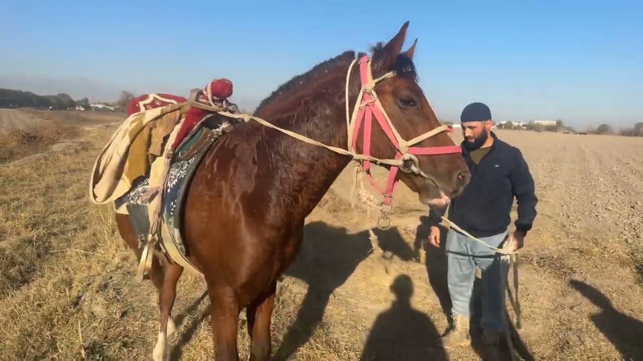 14 ноября 2025 г.