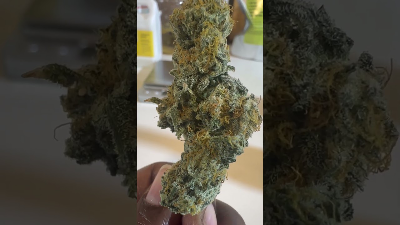 ✨ Check out this terpene-rich bud in my hand! The aromas are unreal! #CannabisCulture #TerpeneMagic